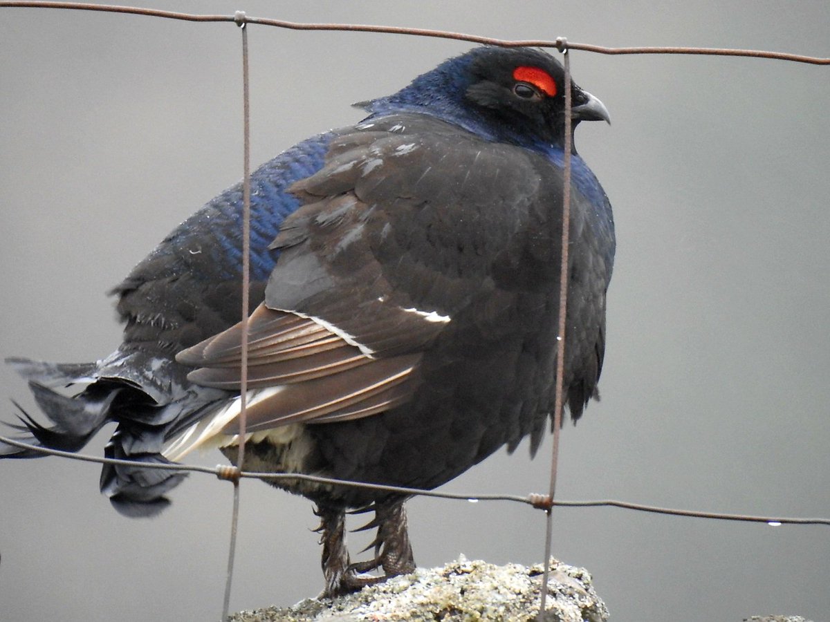 MSh2209's tweet photo. Finally made the effort to get Black Grouse on my Yorks list. These photographed from the car. Followed by BnGrebes, watching a Bittern boom and a Glossy Ibis in W Yorks. A fair reflection of the birds of Yorkshire these days! @nybirdnews #blackgrouse https://t.co/f5cxz6JldX
