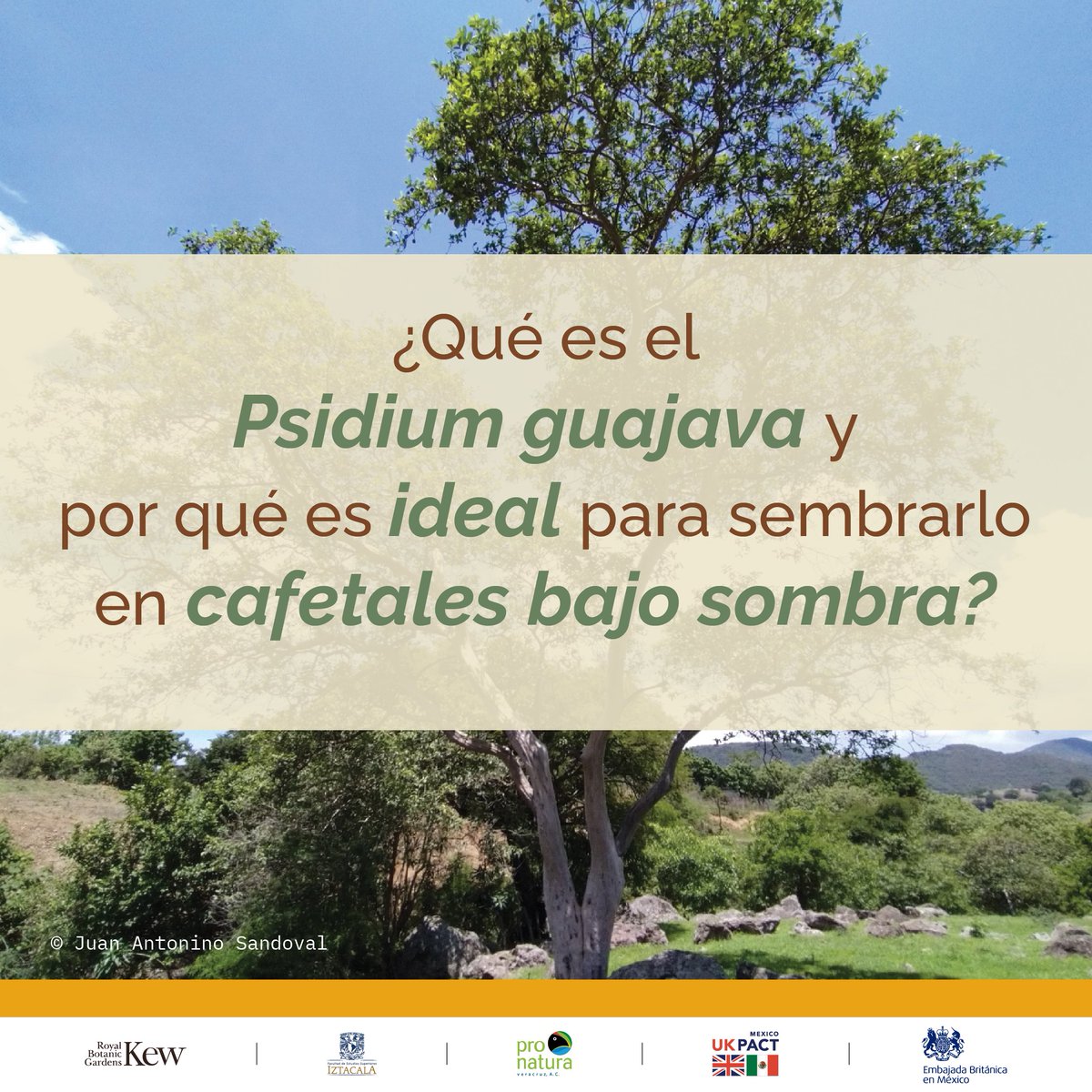 Pronatura Veracruz tweet media