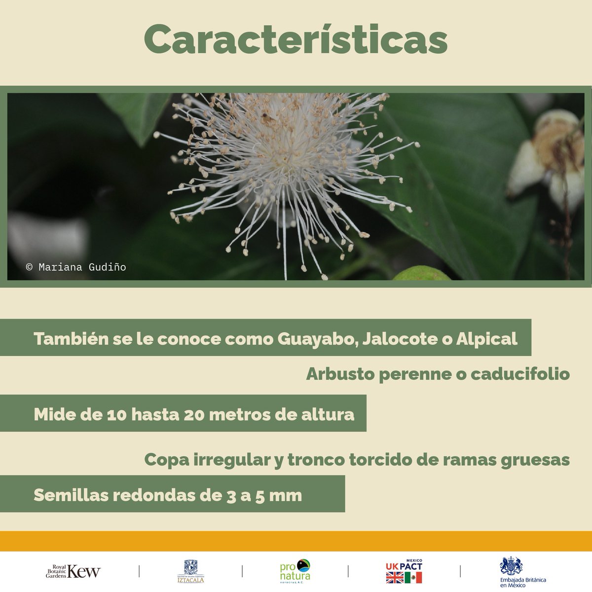 Pronatura Veracruz tweet media