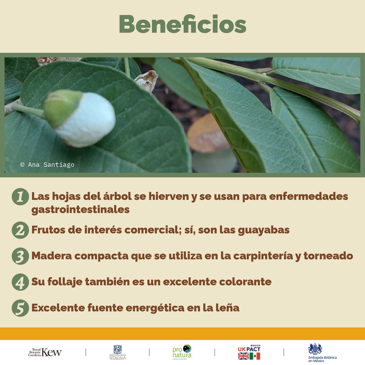 Pronatura Veracruz tweet media