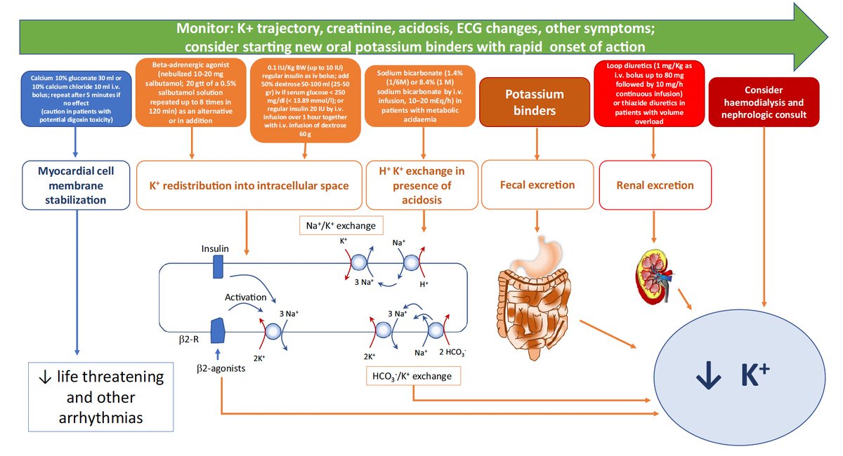 🔴 Hyperkalaemia in Cardiological Patients: New Solutions for an Old Problem #2024Review 

link.springer.com/article/10.100…
#Diagnosis #MedEd #MedX #ECG #ekg 
#CardioEd #Cardiology. #Cardiology #ecgtest  #cardiotwitter #CardioEd #medical #medicine #MedEd #medtwitter #cardiovascular