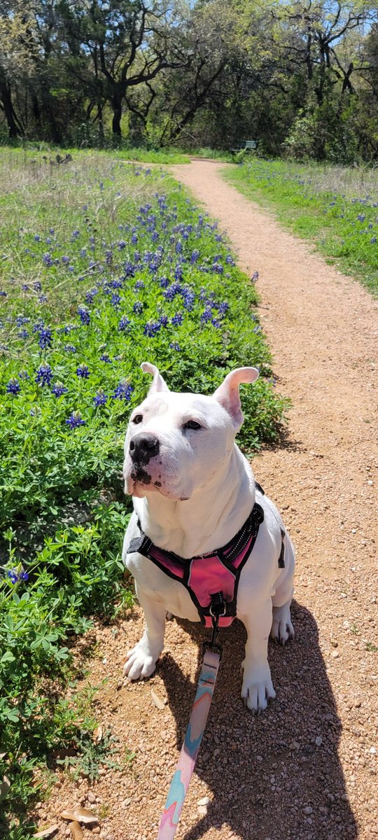 BHDinTX's tweet photo. Spring has sprung! https://t.co/dZ4EWAD8PC