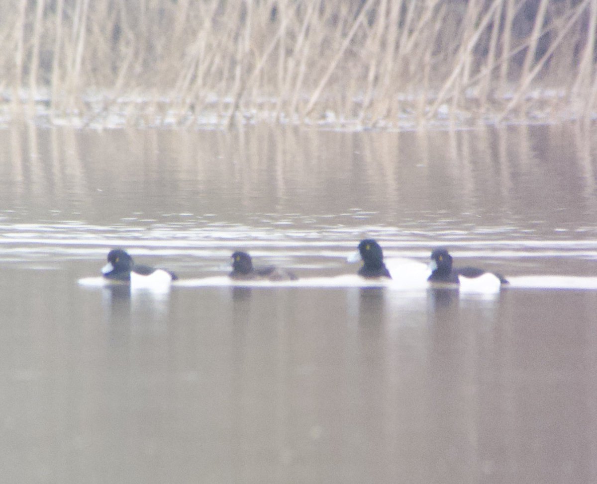 ⭐️Patch Gold⭐️ WARWICKSHIRE: Greater Scaup (male) at Alvecote Pools early evening. Only my second record in 40+ years. #peakybirders #patchbirding #localpatch #itsthelittlethingsinlife