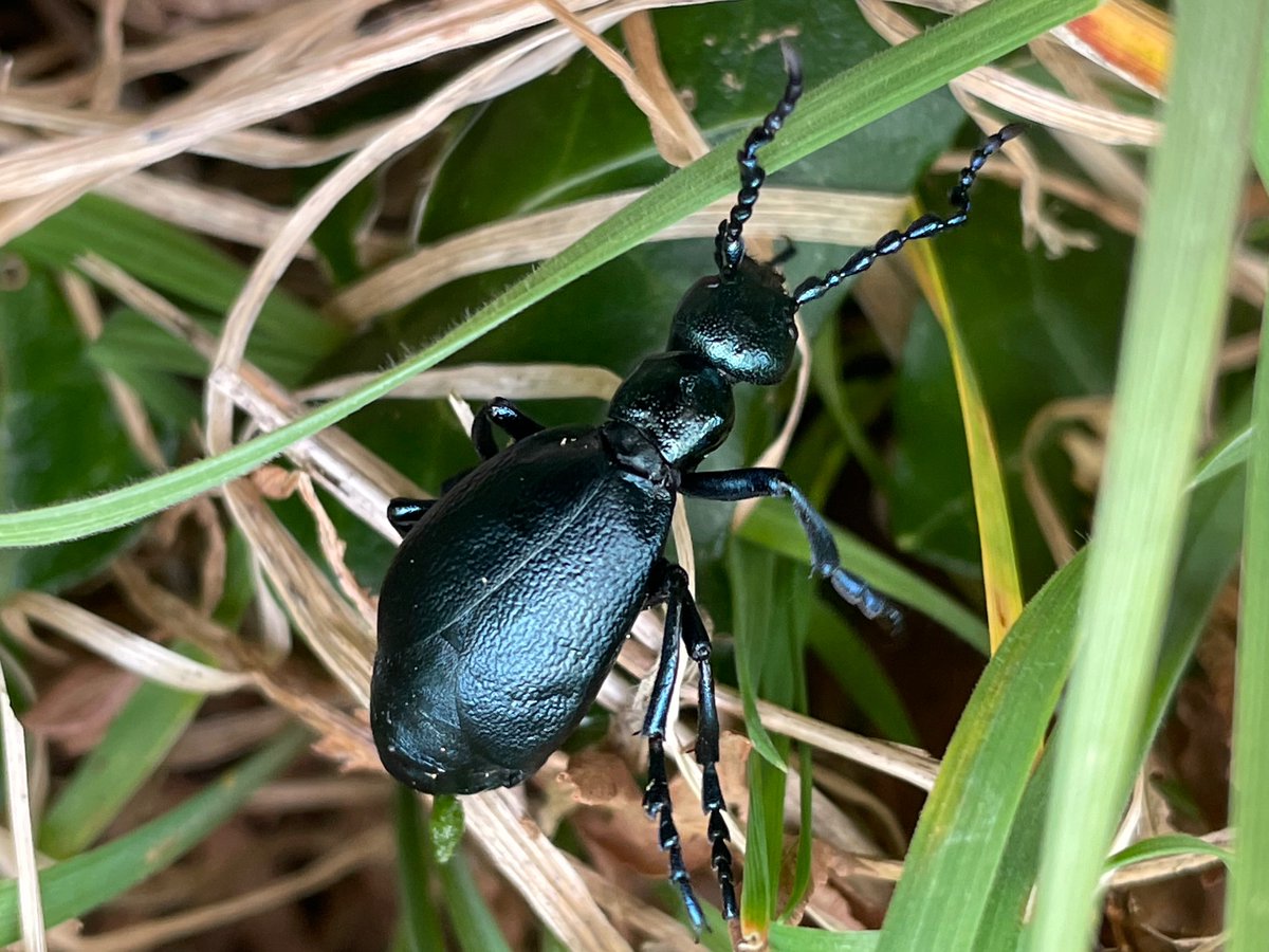 Bex_Cartwright's tweet image. Three oil beetles seen over three days. Two Black Oil Beetles (m&amp;amp;f) and today a Violet Oil Beetle (m). Nice to have both species so close to home #OilBeetleHunt @OilBeetlesUK