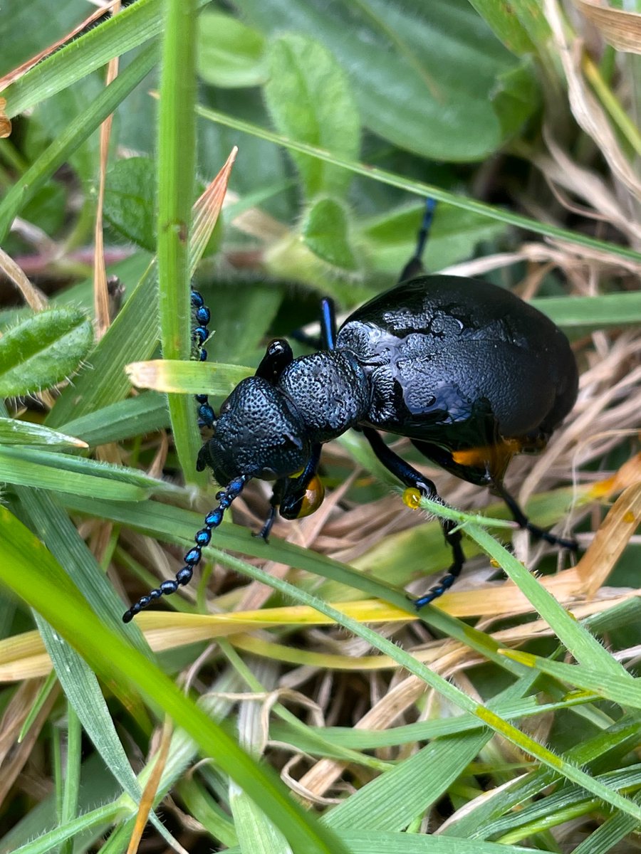 Bex_Cartwright's tweet image. Three oil beetles seen over three days. Two Black Oil Beetles (m&amp;amp;f) and today a Violet Oil Beetle (m). Nice to have both species so close to home #OilBeetleHunt @OilBeetlesUK