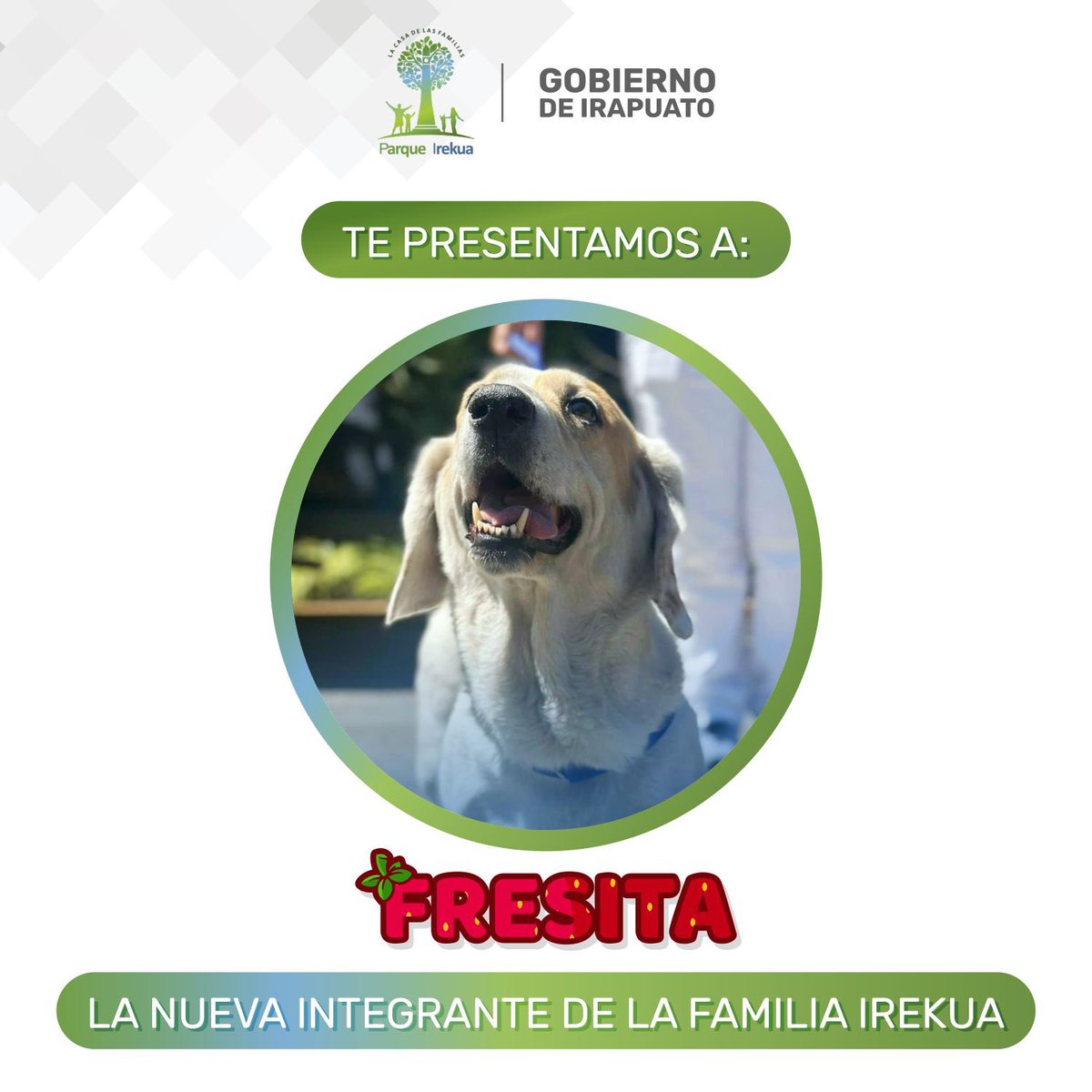 ¡Ella es Fresita, la nueva integrante de nuestro querido Parque Irekua! 🐾🍓 Con su alegría y energía perruna llenará de amor cada rincón. ¡Bienvenida, Fresita, a nuestro hogar verde! 🌳✨