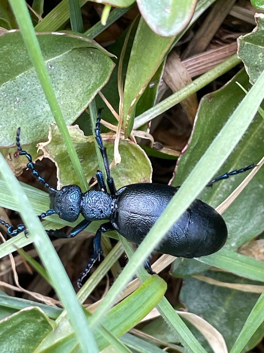 Bex_Cartwright's tweet image. Three oil beetles seen over three days. Two Black Oil Beetles (m&amp;amp;f) and today a Violet Oil Beetle (m). Nice to have both species so close to home #OilBeetleHunt @OilBeetlesUK