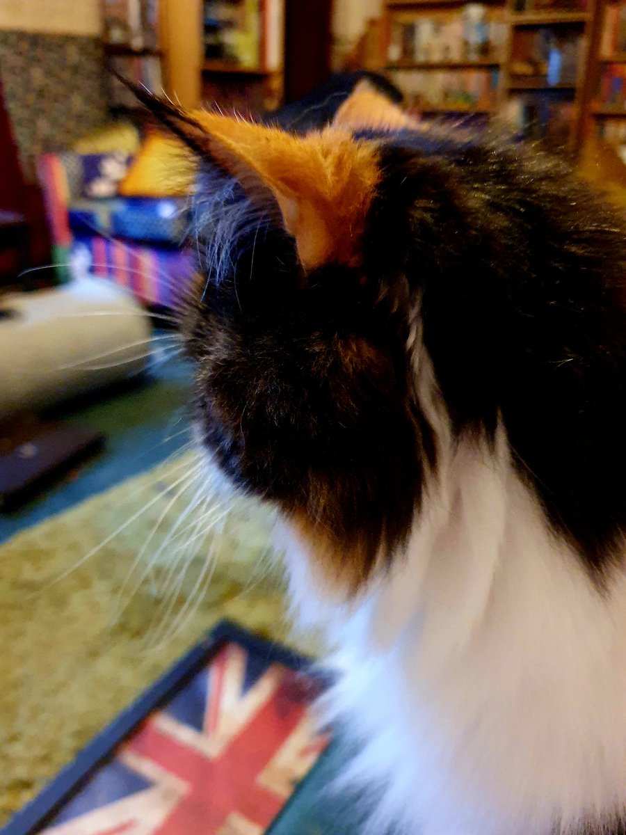 Happy 7th #GotchaDay to me.  7 years ago Missy came to live here #CatsOfTwitter 
<a href="/kat3796/">Saint Kat & Gibbs 🇬🇧 🇺🇦</a> <a href="/littlekatmom/">Marsha😻</a> <a href="/planetpakua/">𝓖𝓪𝔂 𝓜𝓪𝓻𝓽𝓲𝓷𝓪 🕉 🐲 🐅🇺🇦 🚀🧑‍🚀</a> <a href="/BlaineRincon/">Blaine Rincon</a> <a href="/Miss_1999/">Christy Rach</a> <a href="/TiffyLaw3/">𝓣𝓲𝓯𝓯𝔂</a> @PaperPie <a href="/KierstenWarren/">Kiersten Warren</a> <a href="/vicky8323678/">Vicky Spiessens</a>