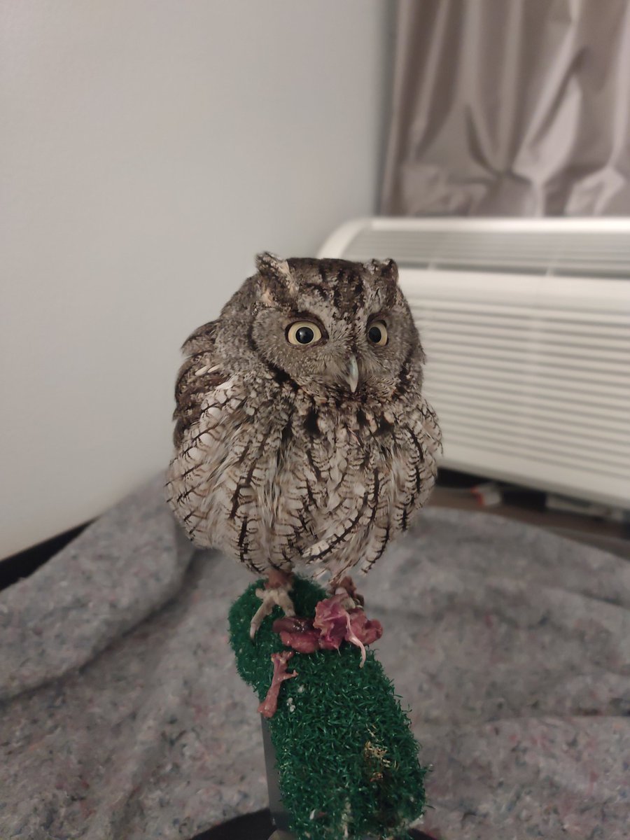 Meto44831472's tweet photo. Been getting into falcony lately and I thought I might share it here. 
Lots of pretty birds, and bird facts. https://t.co/z7jRrKurTO