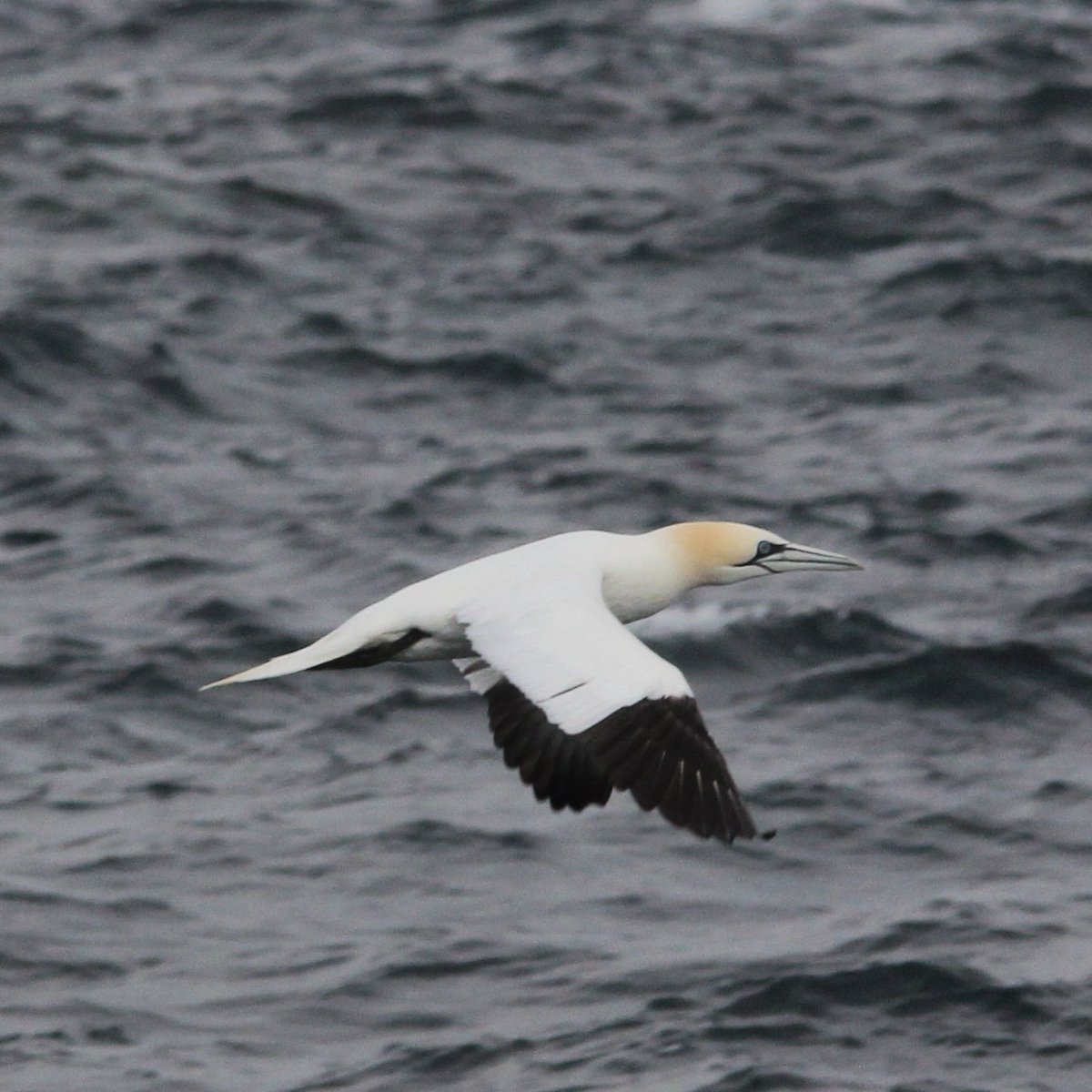 Mascarell comú- Alcatraz común - Morus bassanus
#birdphotography #birdwatching #birding #NaturePhotograhpy #fotografia #photography
