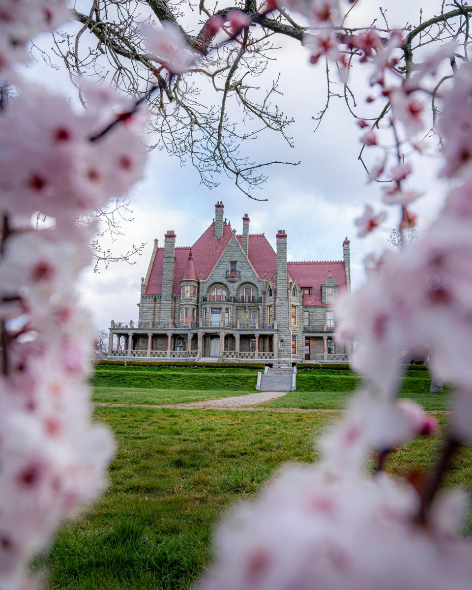 Flower Fun Fact: Did you know there are three different blooming, pink trees in Greater Victoria? 

Plum blossoms, peach blossoms, and cherry blossoms all bloom, and generally in that order.  What's your favourite Victoria landmark to see dressed-up in pink? 🌸 #FlowerCount
