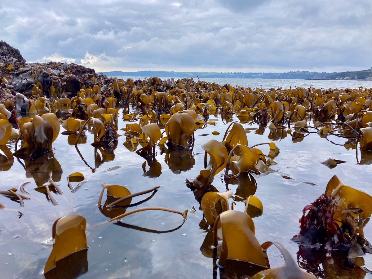 What else do you do on a really good spring low tide... Some great finds, including a decent edible crab, Conger eel &amp; a Snakelock anemone...

#rockpooling #cornwall