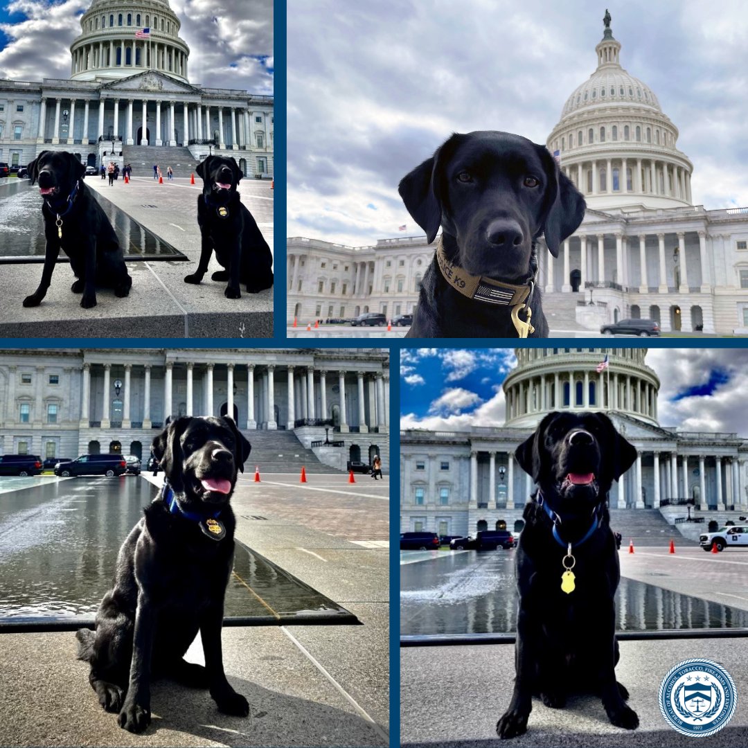 ATF's Explosives Detection K-9s were on a mission during the State of the Union Address on Capitol Hill assisting the Capitol Police Bomb Squad and ensuring a safe environment for Congress and the president. More at atf.gov/explosives/acc…. #TrustYourDog #WeAreATF