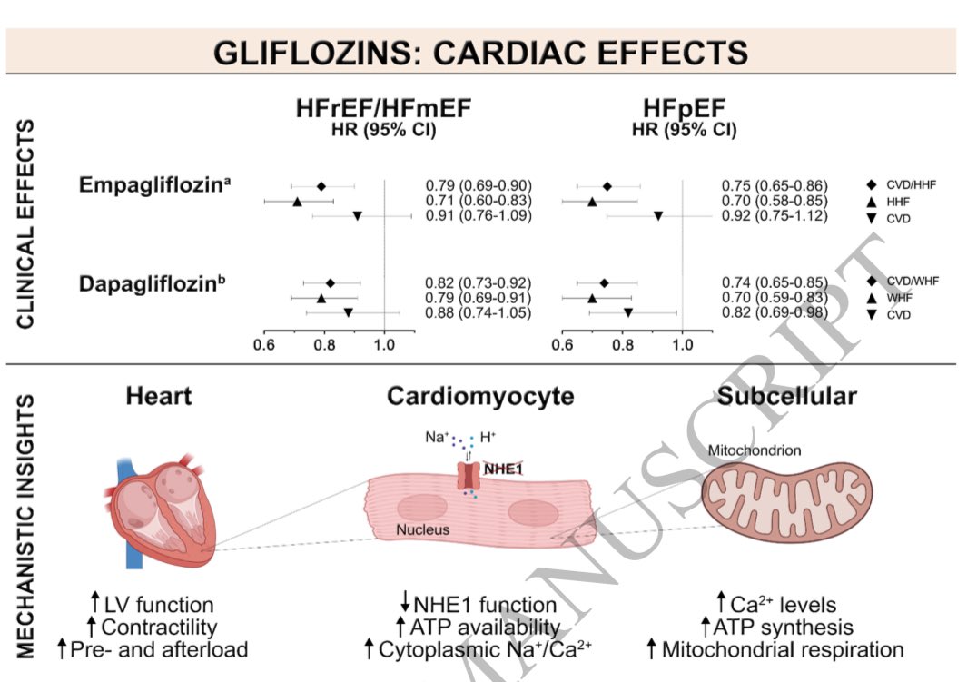🔴 SGLT2 inhibitors: from glucose-lowering to cardiovascular benefits @ESC_Journals #CardioEd #Cardiology #CardioTwitter