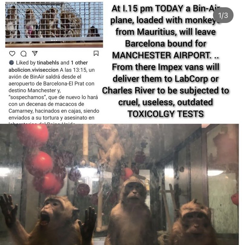 Macaque monkeys loaded on a plane from Mauritius bound for Manchester airport. From there they will be taken to LabCorp or Charles River & subjected to terrible experiments. This must stop! 😡😢
Insta: Campbeagle