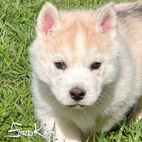 SirokamiHusky's tweet photo. SOHO DEL SIROKAMI 
Cachorro Husky Gris - macho
🚨SOLO para familias aprobadas🚨
Mira a Soho aquí 👇
https://t.co/86UI3ggoKZ

#husky #cachorrohusky #huskytwitter #siberianhusky #huskysiberiano #huskygris https://t.co/28XR8KkuJL