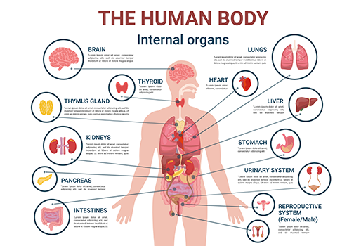 InvicIncognito's tweet image. Mastering anatomy and physiology giving you a headache? Our tutors can dissect complex biological systems, making learning engaging and effective. 

#BiologyHelp #HealthcarePreparation