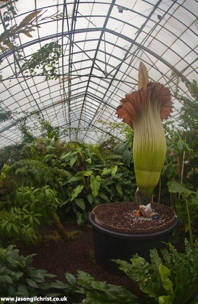 jgilchrist13's tweet photo. AMORPHOPHALLUS TITANUM: A NATURAL WONDER.
Titan arum, the giant corpse flower.
My 1st encounter with the crazy plant @TitanArumRBGE.
@TheBotanics
#plants #AmazingPlants #PlantBehaviour #GiantCorpseFlower #Amorphophallustitanum #TitanArum
Blog: https://t.co/faLsxZEGxm https://t.co/lOxDXH4q8v
