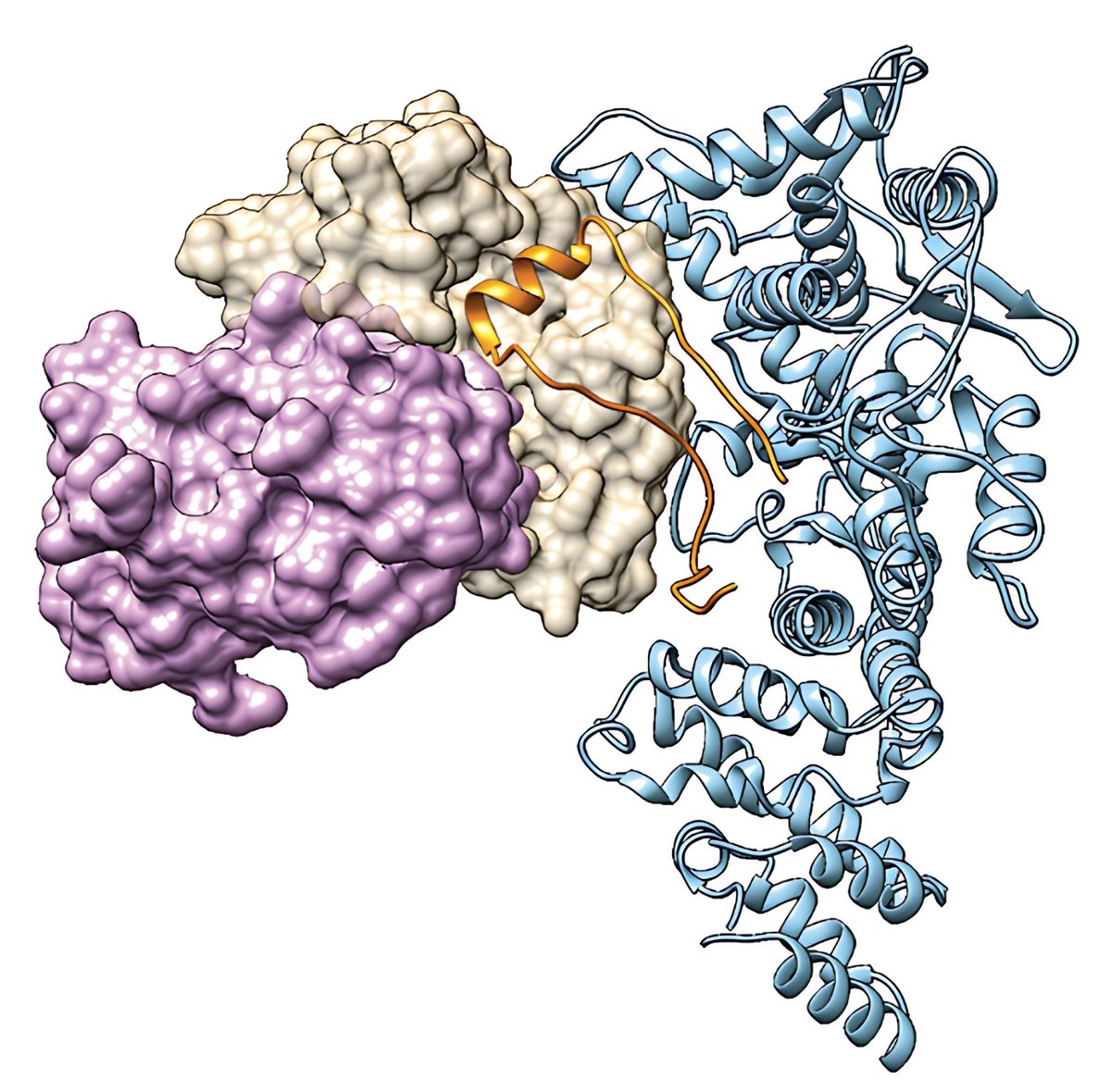 In @NatureComms, our researchers resolved the full-length cryoEM structure and binding affinity of a protein complex associated with the development of HPV-driven cancers. These findings reveal protein-protein interactions vital for this oncogenic driver. loom.ly/UCUKdh4