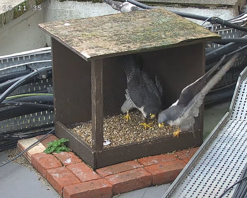 Morden peregrines. 1/2. The falcon with the orange Darvic ring was back this afternoon. She followed the tiercel into the box, presumably for a courtship display, but he wasn't keen and was gone in seconds! We've still not been able to read the ring.