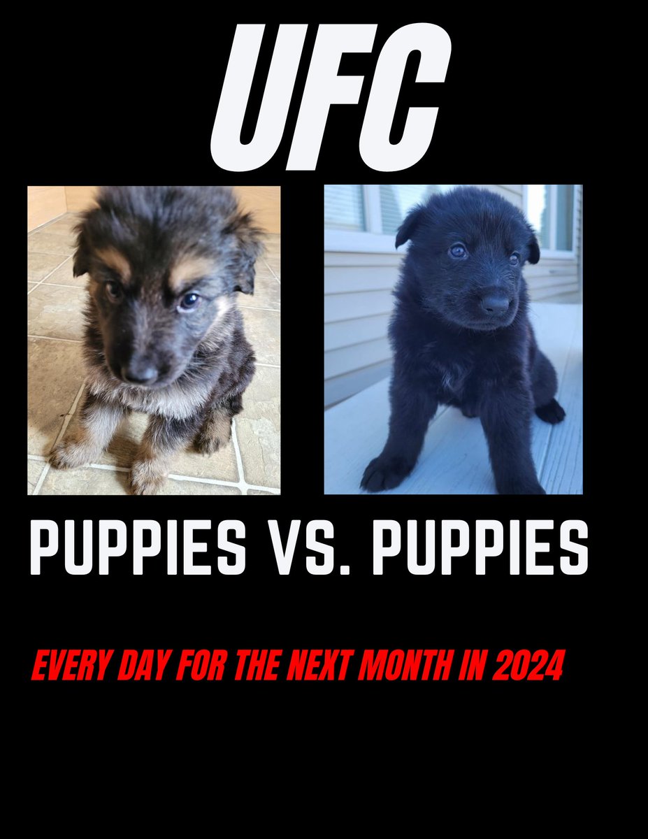 My kinda UFC fight - in my kitchen!!!