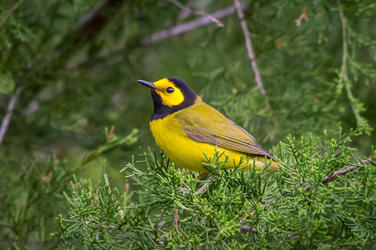 The Hooded Warbler. So nice to have them back in the neighborhood for The Spring and Summer months. #MondayMotivation #Mondayvibes #NatureBeauty #outdorrs #springforward #migrations