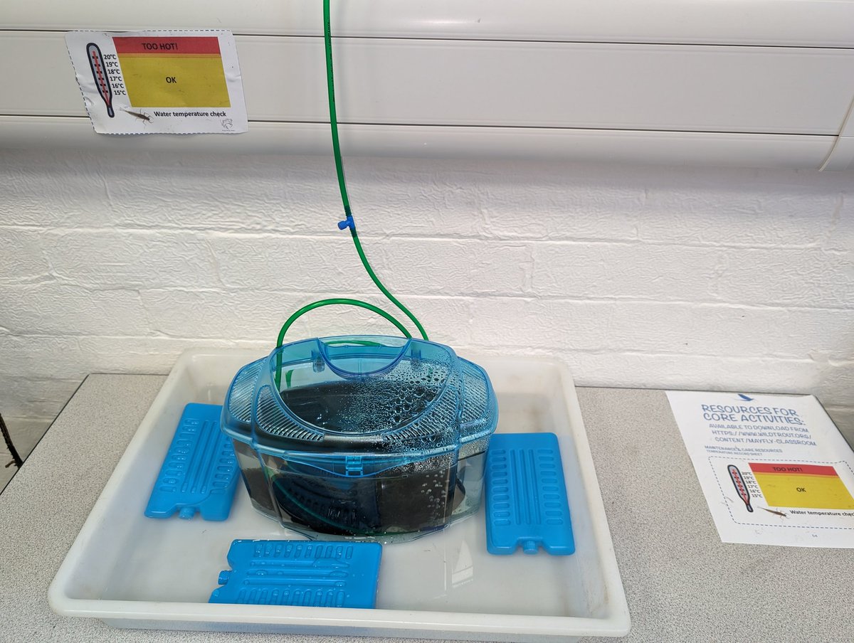 Friends of Tawd Valley (@tawdfriends) on Twitter photo Today was the start of Mayfly in the Classroom at Dalton St. Michaels Primary School. FoTV is collaborating with <a href="/GroundworkCLM/">Groundwork in Cheshire, Lancashire & Merseyside</a>, <a href="/WLBC_Rangers/">WLBC Rangers</a> and <a href="/WildTroutTrust/">The Wild Trout Trust</a> to bring to life the enigmatic mayfly of the River Tawd for the children of Class 2. Today was the start of Mayfly in the Classroom at Dalton St. Michaels Primary School. FoTV is collaborating with <a href="/GroundworkCLM/">Groundwork in Cheshire, Lancashire & Merseyside</a>, <a href="/WLBC_Rangers/">WLBC Rangers</a> and <a href="/WildTroutTrust/">The Wild Trout Trust</a> to bring to life the enigmatic mayfly of the River Tawd for the children of Class 2.