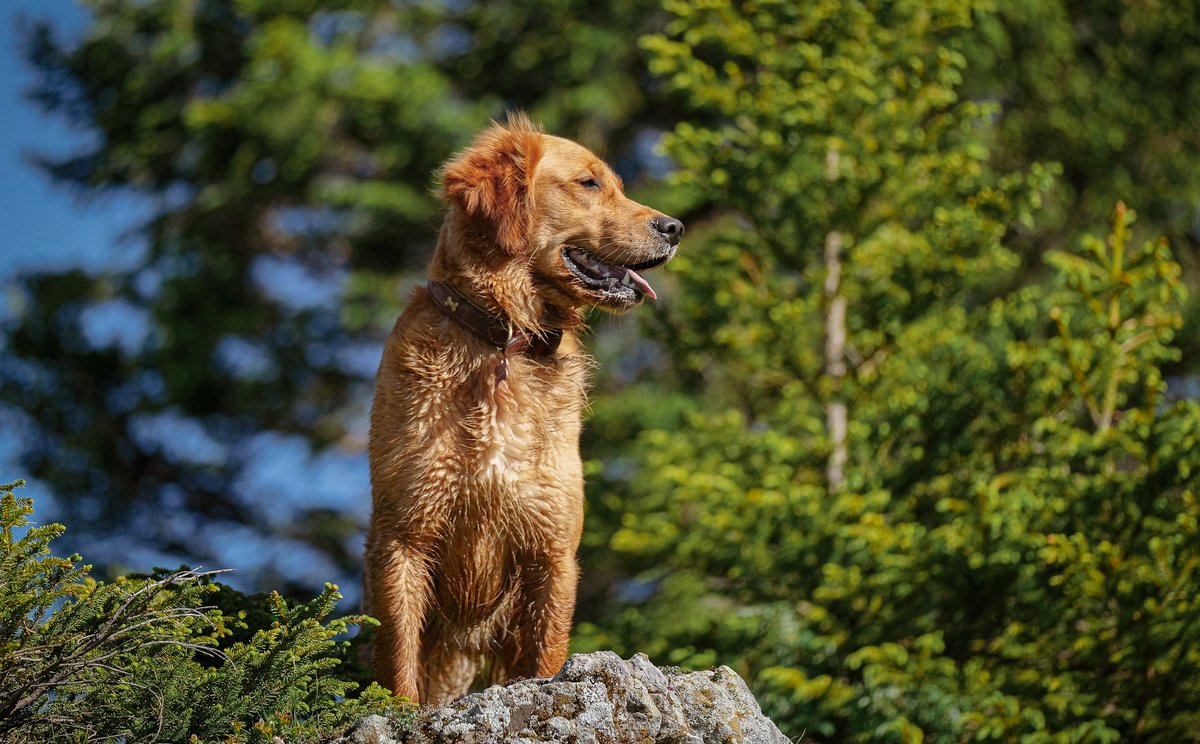 Summertime is best spent in the glowing company of a #LiechtensteinGoldenRetriever. ☀️#SummerGlow #dogs  #LiechtensteinGoldenRetriever
#Liechtenstein