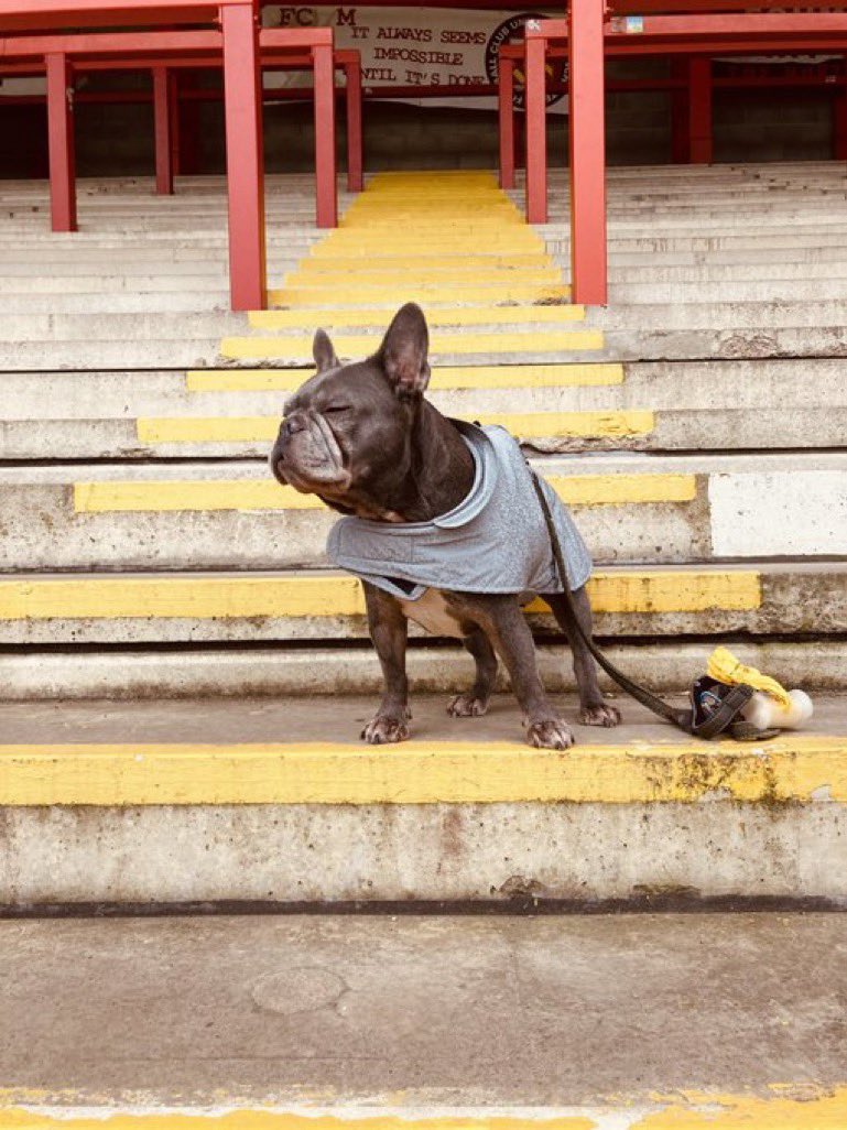 nonleaguedogs tweet media