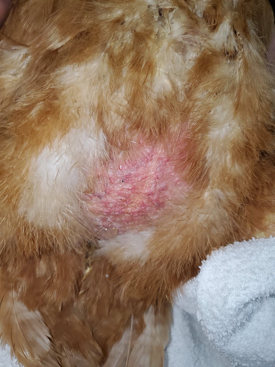 oosakasakaiah's tweet photo. メスの鶏は卵巣卵管疾患に罹患しやすいです
この症例では卵墜性体腔炎、さらにはお腹にお水が溜まっていました
卵材もお腹に散在しています
このように鶏の卵巣卵管疾患は腹囲膨満を伴う状態となって発症することが多いです
鶏のお腹が膨らんできたら早めに動物病院を受診してくださいね

#鶏
#卵墜 https://t.co/N8QrBfmEsI