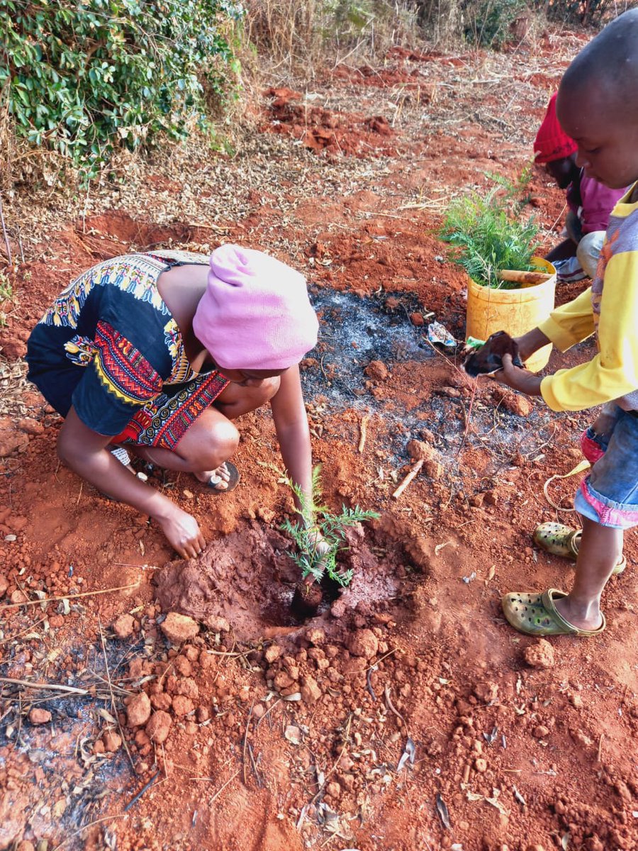 yfga_kenya's tweet photo. 🌳 Celebrating success! Our ambassadors who took part in the YGAK 2023 August Tree Planting Challenge continue to share progress and evaluation reports, and Ivy Mumbi from Machakos County stands out with flourishing trees even 6 months later! 🌿 Moving to #MtElgon200000Trees in https://t.co/ZVrgo3PCCH