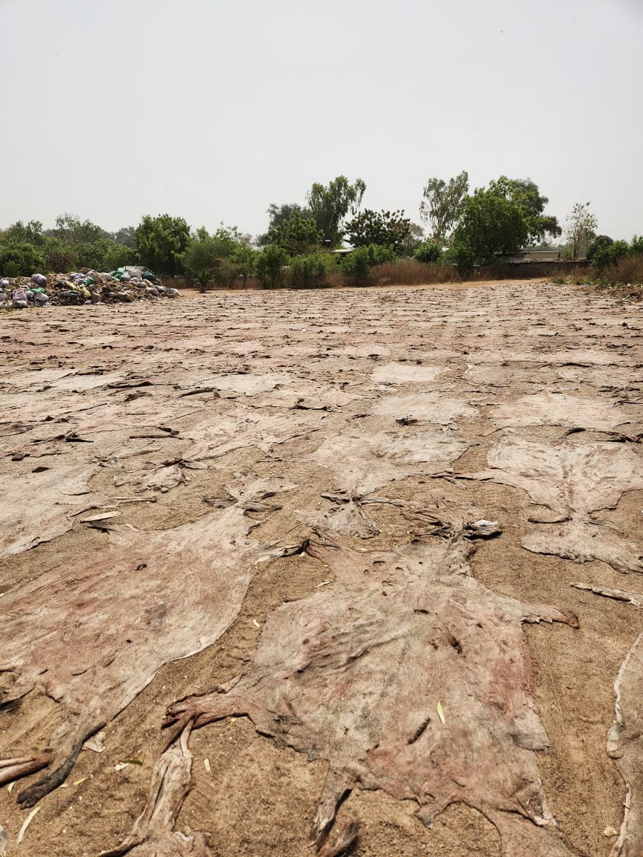 BoureEmmanuel's tweet photo. Ces ânes ont été transportés du marché de Guelwongo au Burkina, abattus et depecés au Ghana et les peaux seront exportées en Chine https://t.co/Va2LcVQYCX