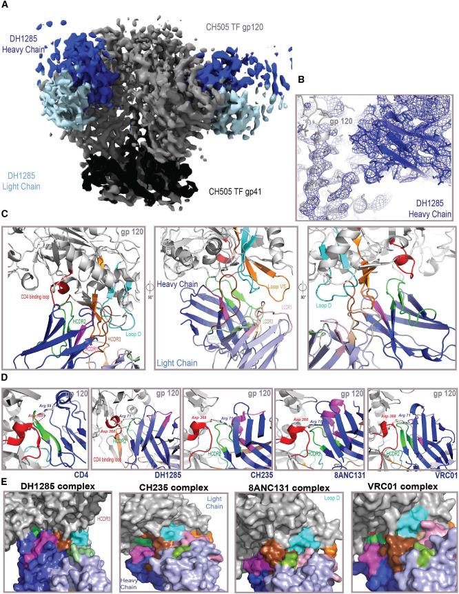 Priyamvada Acharya (@priyamvadaa_lab) on Twitter photo HIV-1 vaccination induces CD4-binding site (CD4bs) neutralizing antibodies (nAbs).
sciencedirect.com/science/articl…
<a href="/BhishemThakur/">Bhishem thakur</a> <a href="/VictoriaStalls/">Victoria Stalls</a> <a href="/KarthikManne/">Kartik Manne</a> <a href="/KoppMegan/">Megan Kopp</a> @RoryCHenderson <a href="/DukeHIVStrucBio/">Duke Center for HIV Structural Biology</a> <a href="/DHVI_Struc_Bio/">DHVI Structural Biology</a> <a href="/TheDHVI/">Duke Human Vaccine Institute</a> HIV-1 vaccination induces CD4-binding site (CD4bs) neutralizing antibodies (nAbs).
sciencedirect.com/science/articl…
<a href="/BhishemThakur/">Bhishem thakur</a> <a href="/VictoriaStalls/">Victoria Stalls</a> <a href="/KarthikManne/">Kartik Manne</a> <a href="/KoppMegan/">Megan Kopp</a> @RoryCHenderson <a href="/DukeHIVStrucBio/">Duke Center for HIV Structural Biology</a> <a href="/DHVI_Struc_Bio/">DHVI Structural Biology</a> <a href="/TheDHVI/">Duke Human Vaccine Institute</a>