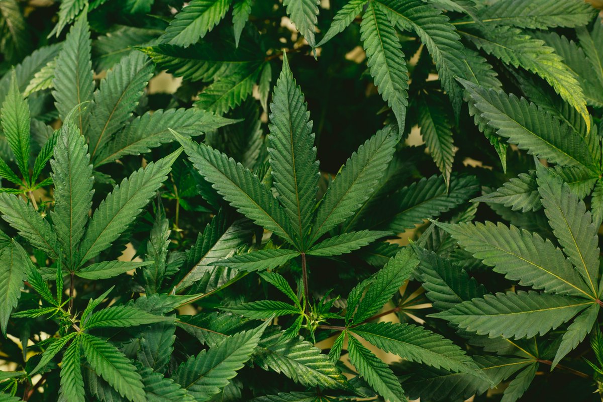 CanadianWire420's tweet photo. Exploring the Aging Benefits of #Marijuana: MedCana's (OTC: $SFWJ) at the Forefront. Dive into ongoing research on how marijuana, from licensed companies like MedCana, may positively impact aging. Discover potential cognitive benefits and more!

Read more: https://t.co/HjBCfZqVon https://t.co/REsrzrSsyP