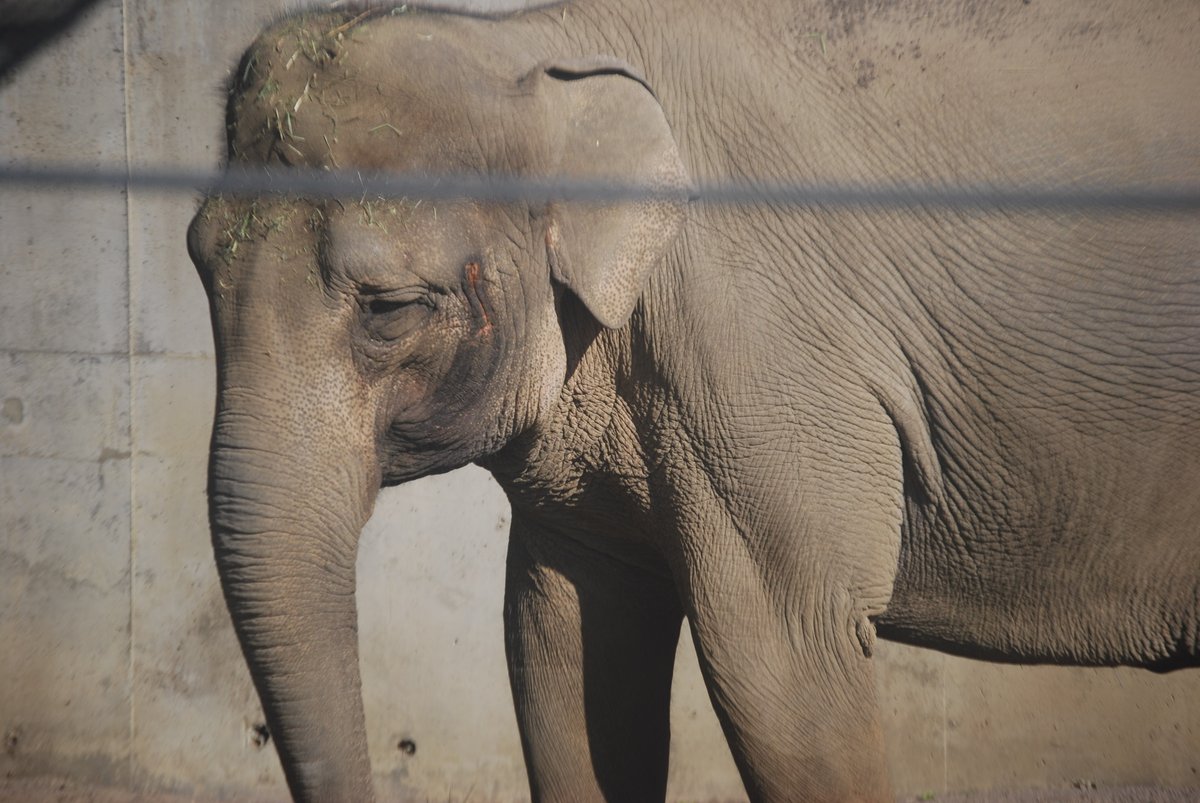 Sad face. Sad life. No life for an elephant. #freetheoregonzooelephants #OregonZoo #CaptivityisCruel #10WorstZoos #FreeChendra