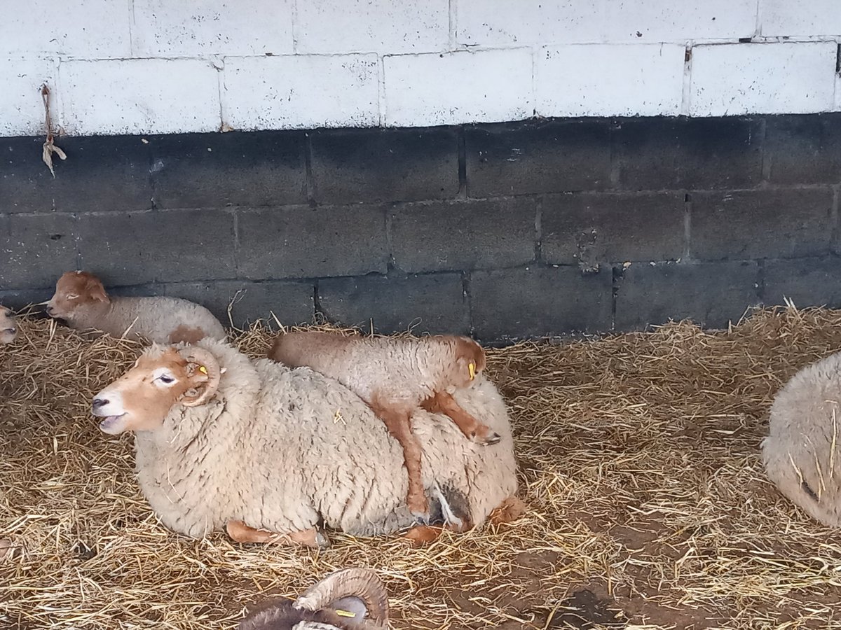 lazyperfection's tweet photo. Sheep and lambs at Cholderton Rare Breeds Farm #sheep #farmanimals #choldertonrarebreedsfarm #localtourists #farm #wiltshire #lambs @CholdertonRBF https://t.co/T7Fl2TnDfZ