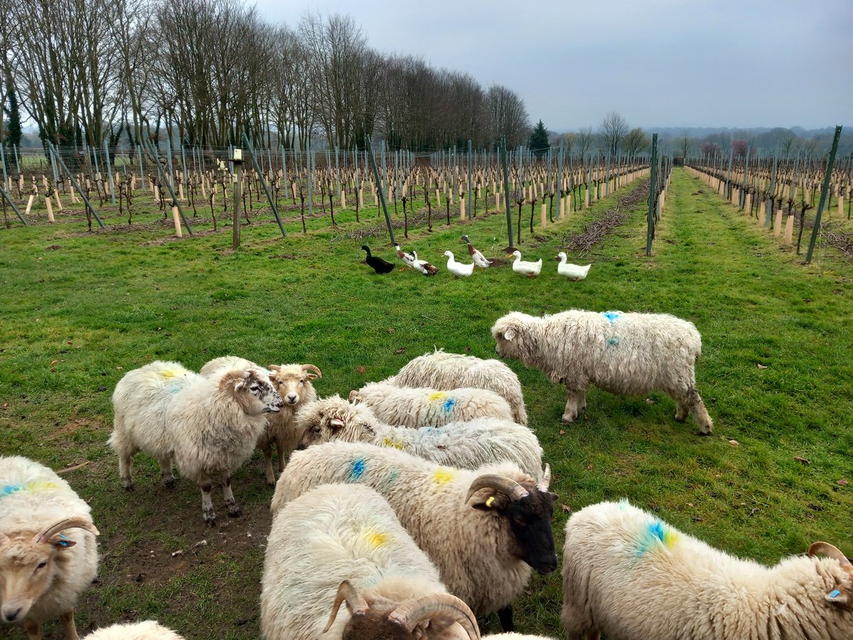 lazyperfection's tweet photo. Sheep and lambs at Cholderton Rare Breeds Farm #sheep #farmanimals #choldertonrarebreedsfarm #localtourists #farm #wiltshire #lambs @CholdertonRBF https://t.co/T7Fl2TnDfZ