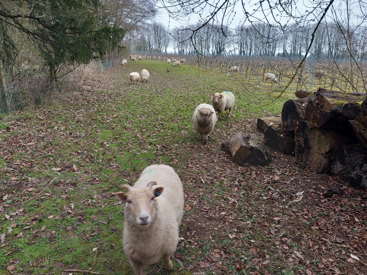 lazyperfection's tweet photo. Sheep and lambs at Cholderton Rare Breeds Farm #sheep #farmanimals #choldertonrarebreedsfarm #localtourists #farm #wiltshire #lambs @CholdertonRBF https://t.co/T7Fl2TnDfZ