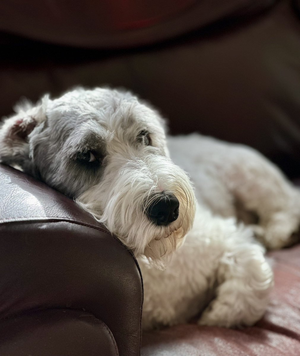 Me: “Come on, Hudson. It’s Monday—a workday. You can’t lollygag around on the couch all day.”

Writing Support Puppy Hudson: “But this daylight savings time clock change thing…it has me so confused.”

#dogsofx #WritingCommmunity #dogsoftwitter #monday