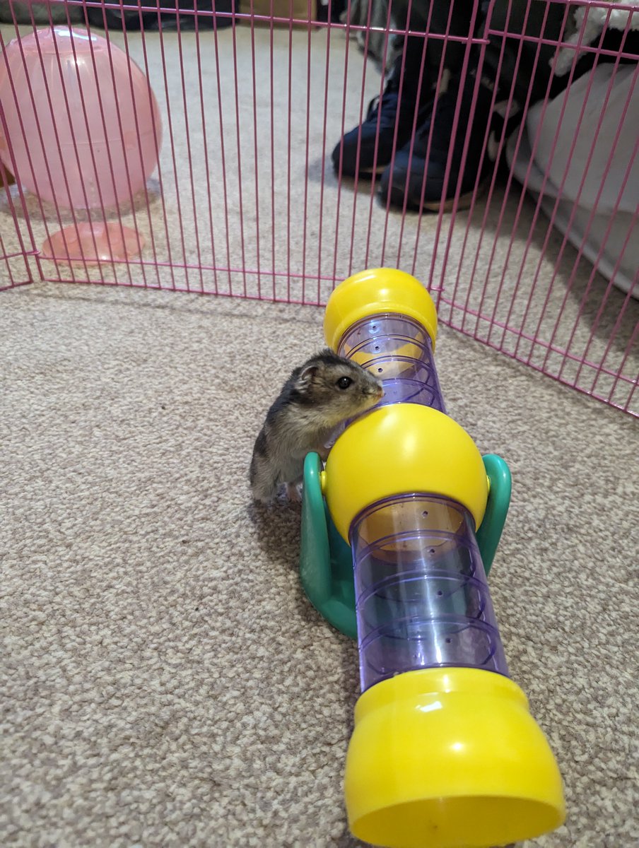 All creatures great and small in #Somerset this week☺️Our Inspector loved meeting this little #hamster this week when following up an abandonment call - all was well and little Pablo was very well cared for 🐹 @rspca_official #cutie 78