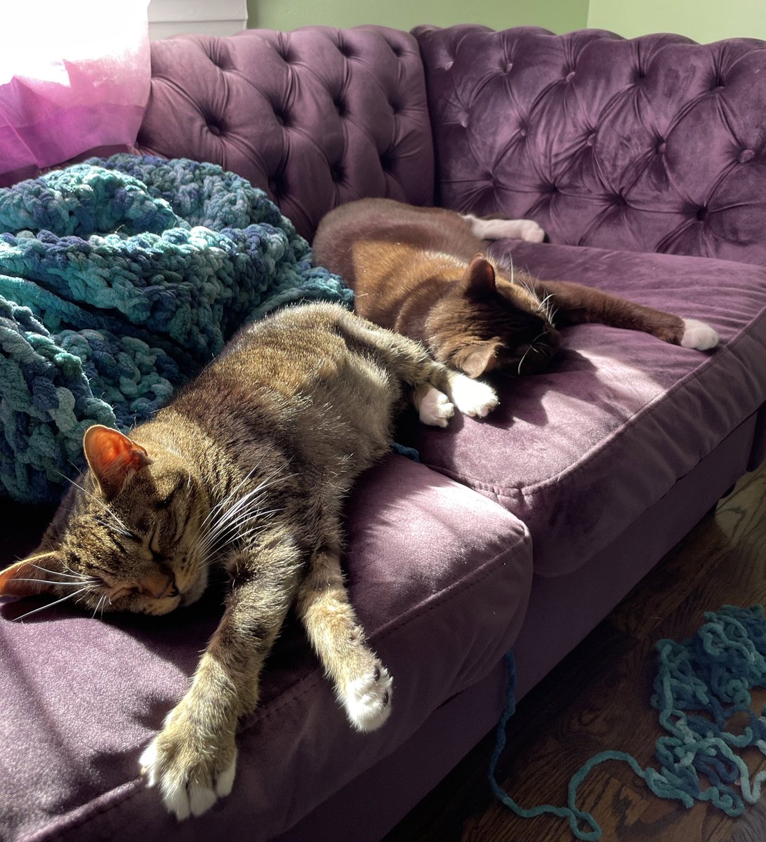 FitzkeeKerri's tweet photo. I love cats ❤️ https://t.co/QpNvSFPxJu