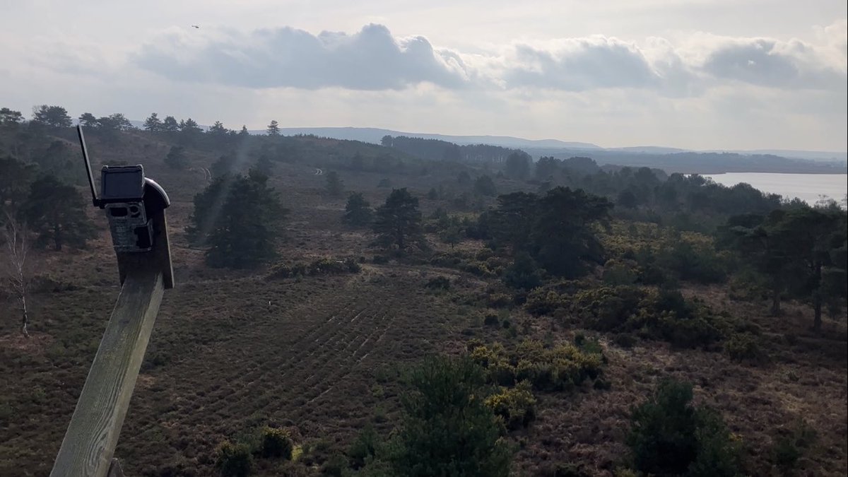We’ve been out the last week sprucing up other Osprey nest platforms around the harbour &amp; installing new trail cams ready for touch down of migrant Osprey and hopefully new breeders this season 🤞A few more to do next week then we wait! <a href="/timmackrill/">Tim Mackrill</a> <a href="/DorsetBirdClub/">Dorset Bird Club</a> <a href="/RoyDennisWF/">Roy Dennis Foundation</a>