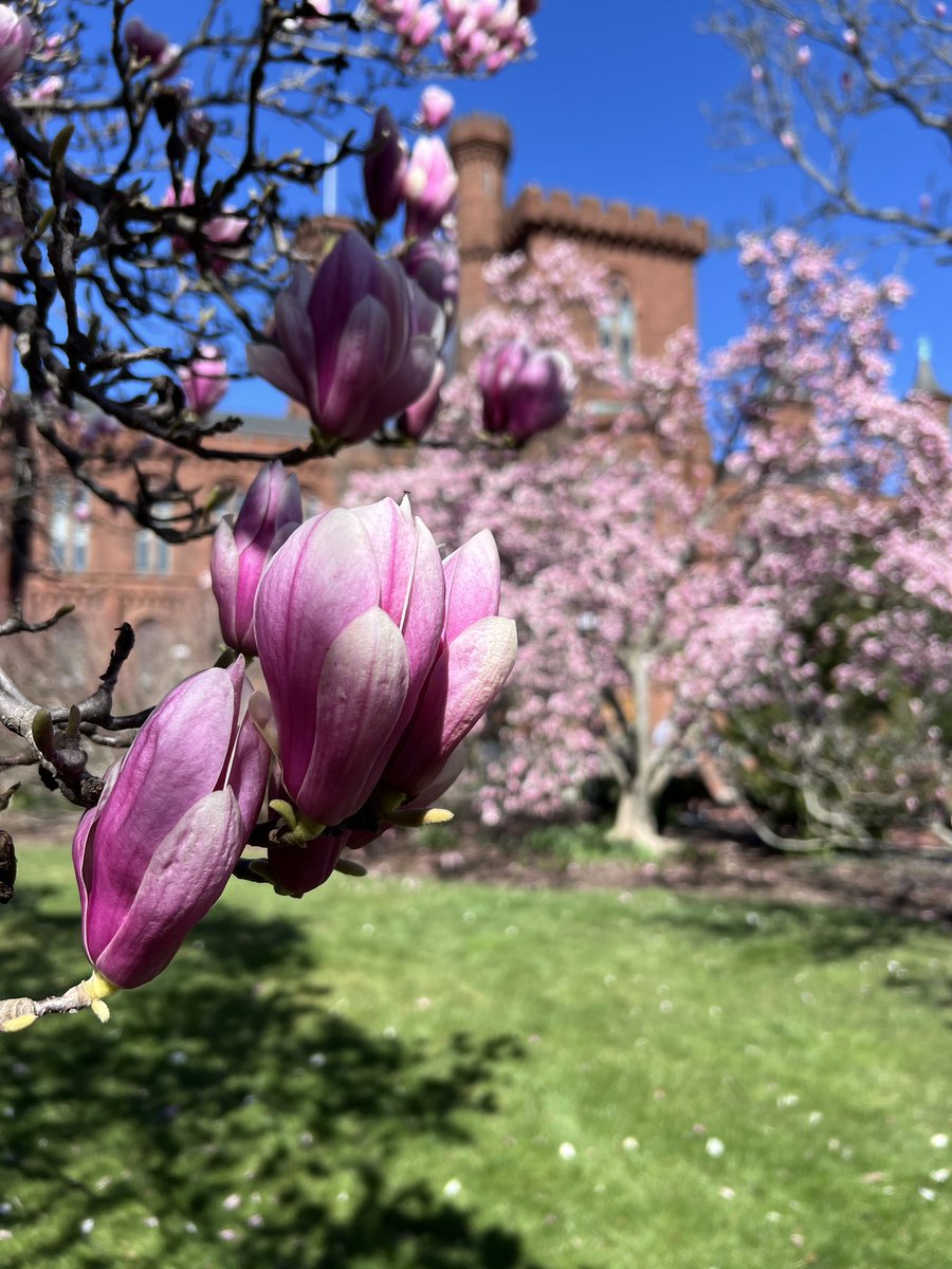 🌸 Magnolia Update 🌸 With the warmer weather forecasted for the next several days, we anticipate peak bloom will be mid-week. Stay tuned for updates. #SmithsonianGardens #MagnoliaMadness #BotanicalGardens #PublicGardens