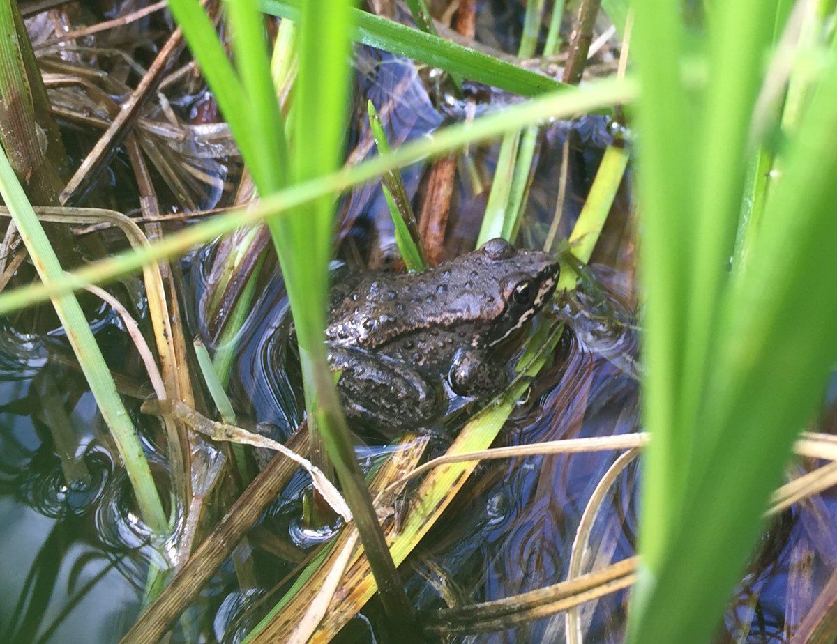 Do you like frogs, salamanders and beer? Join Miistakis and A/Vian Eco March 19 at Atlas Brewery in Airdrie to learn about amphibian monitoring in Rocky View and Foothills Counties! Book your spot today! ow.ly/AfAo50QQBjL #woodfrog #springisalmosthere