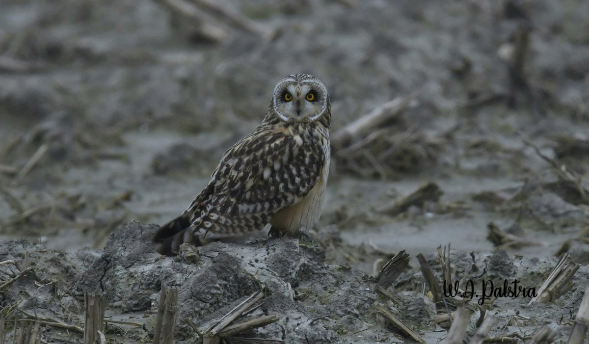 Wiebe talpallie 👨‍🚒🔥🚒 tweet media