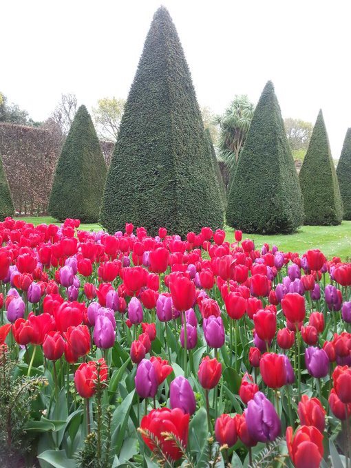 EAST RUSTON OLD VICARAGE. East Euston, NR12 9HN. Open this Saturday 16th March 12-5.30pm. 32 acres of everything you can imagine (and many things you probably couldn't ever imagine!). A must visit. Full details here findagarden.ngs.org.uk/garden/12923/e… #NationalGardenScheme #Norfolk