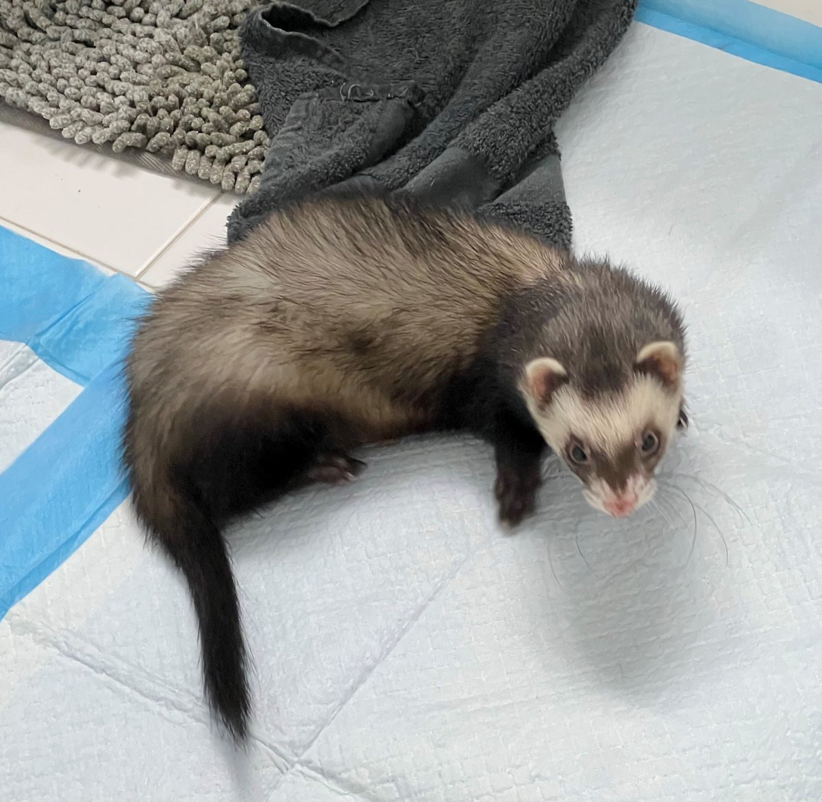 CoconutCreekPD's tweet photo. Unusual request but here goes: Is anyone missing... a ferret? A woman found this little guy last night (March 10) in Riviera Palms. It's very friendly. If you can help reunite this ferret with its owner, please give us a call at 954-973-6700. #FoundFerret #MyCoconutCreek https://t.co/nQH5ctFeDe