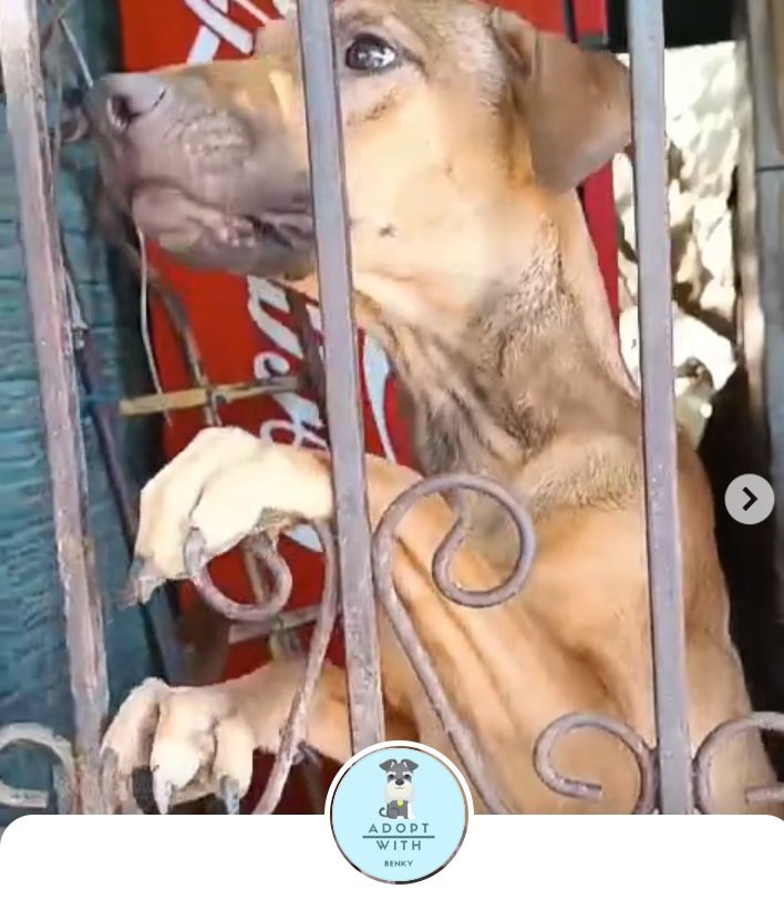 ApadrinaColitas's tweet photo. #servicioSocial
#casoExterno
Por el amor a. DIOS AYUDA
@ibaelsalvador no a cumplido con la ayuda ofrecida
Dicen que no tienen refugio y los que tienen pasan 24/7 en kennels
Y ya murieron varios de moquillo esa es la excusan quedan ya murieron 3 perros
@GABEHASH haga algo https://t.co/2dxrk5IlW4