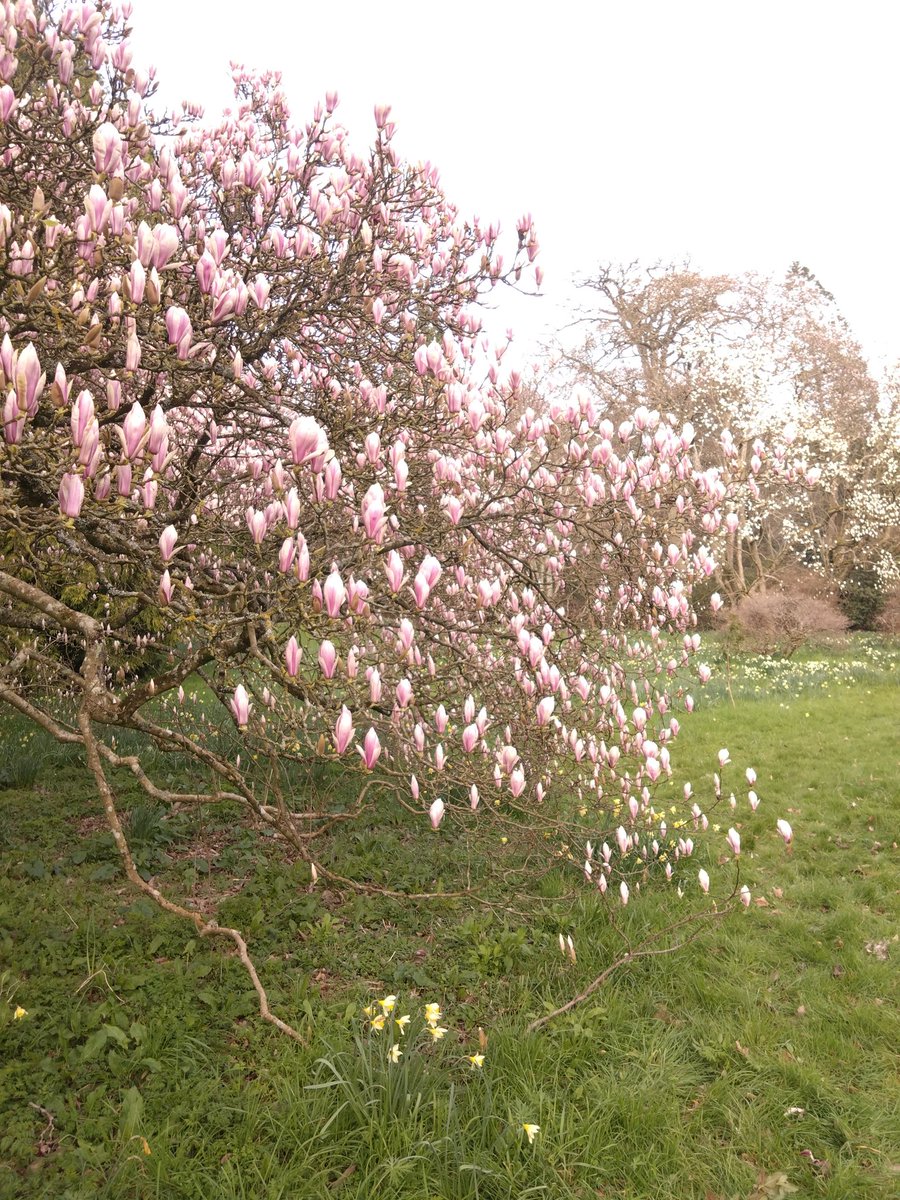 キラトンのお庭はシャクナゲ、木蓮満開。春のピンクでいっぱいでした！ @NTkillerton