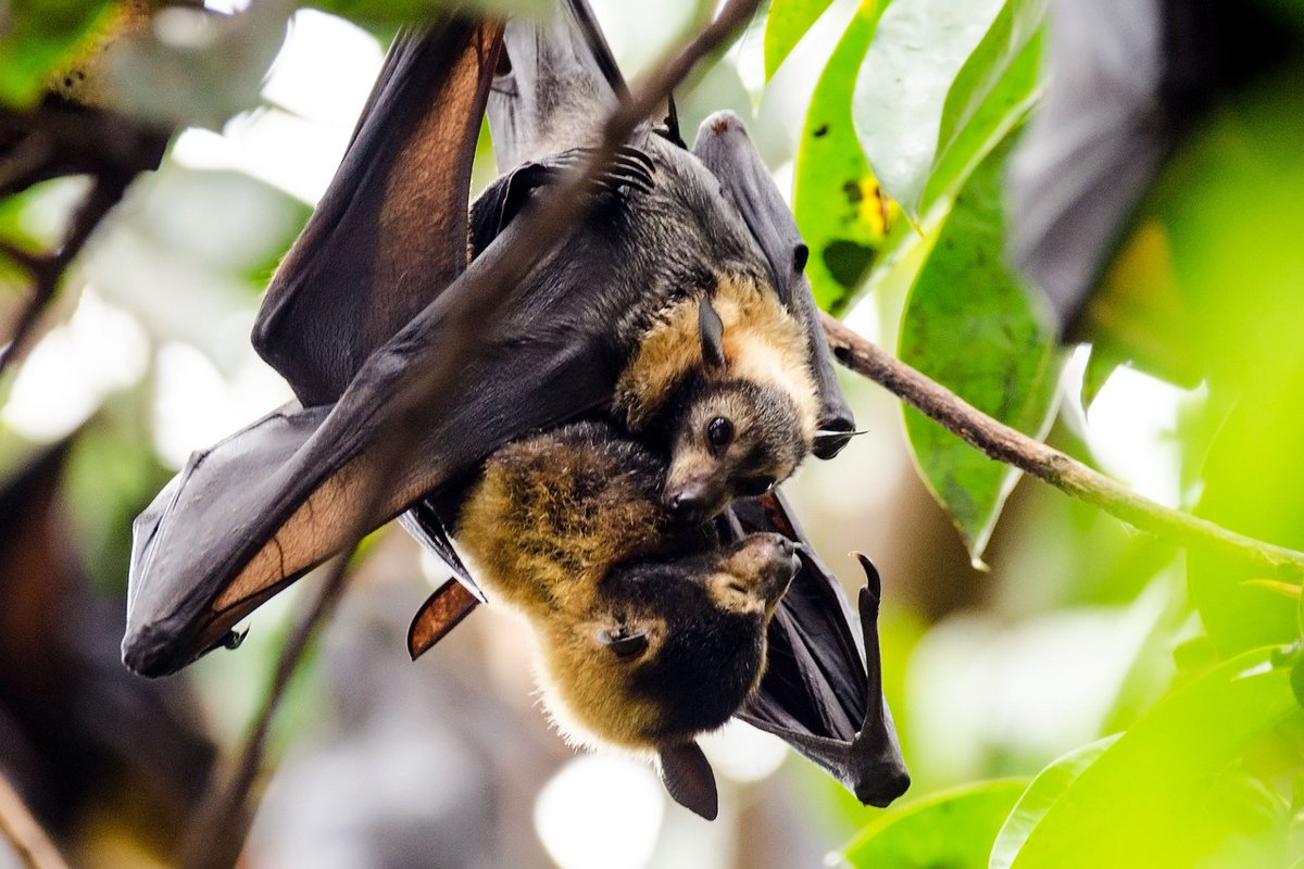BeeBalancedOrg's tweet photo. Bats, the unsung nocturnal pollinators, are pivotal in sustaining diverse ecosystems and agriculture. Their foraging activities are essential for the pollination of plants, including those yielding fruit and tequila. Protecting bat habitats is imperative for ecological balance. https://t.co/WGDDiETT6V
